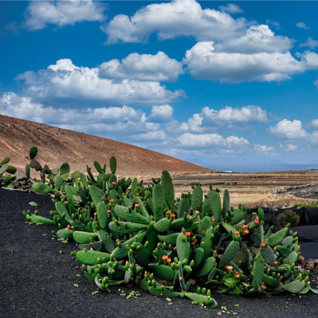 Holiday Lanzarote