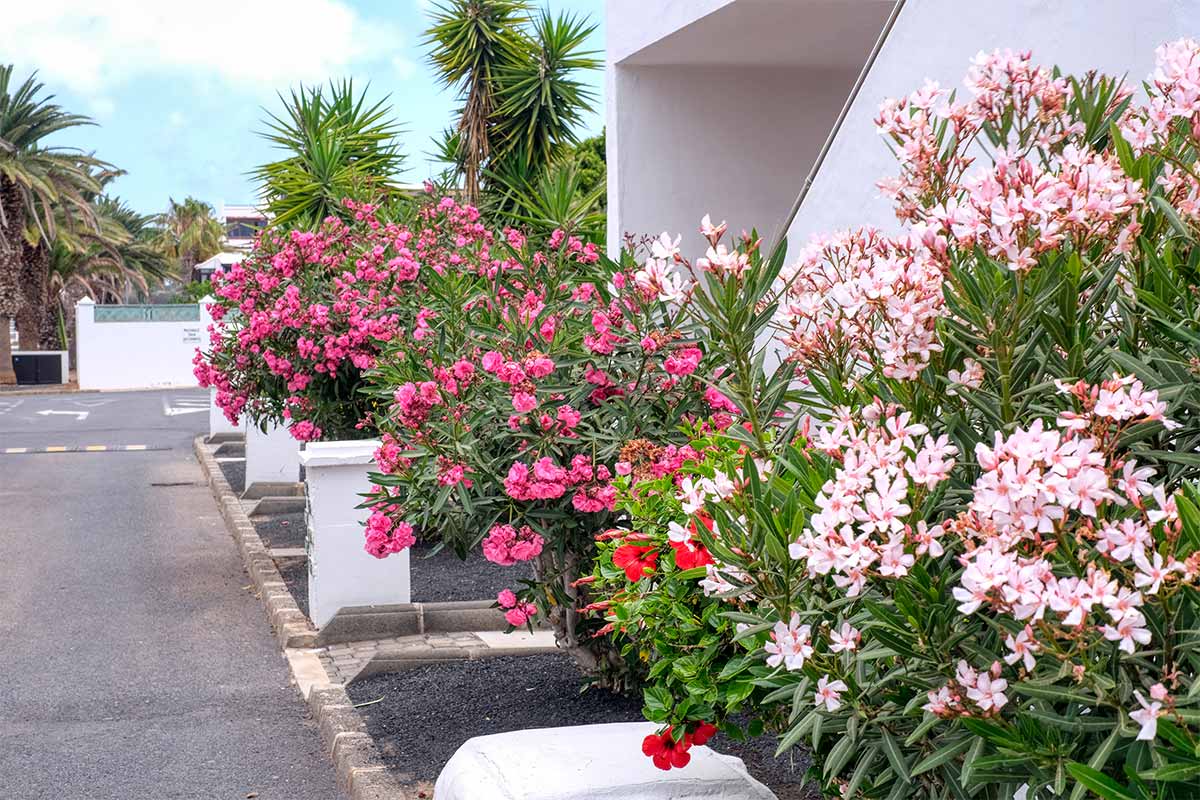 Casa La Arena Apartamento en Costa Teguise - Lanzarote Vacation Homes